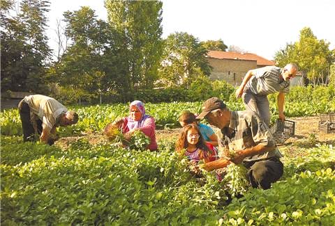 Bostancılar nedir ? Hal Bostancıları Kimlerdir?