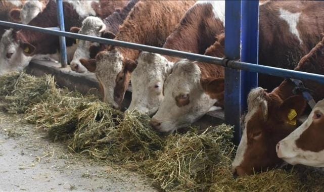 Şap hastalığı nedeniyle durdurulan hayvan hareketleri kısıtlaması aşılama sonrası 28 Nisan’da kaldırılacak