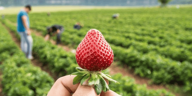 Yenice Çileği Üreticinin Yüzünü Güldürdü