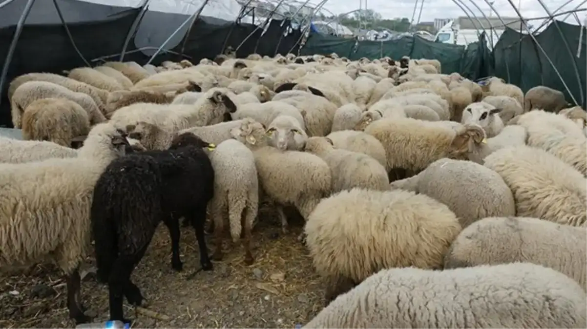 Kurban Bayramı’nda hayvan fiyatları ne kadar olacak? Küçükbaş asgari ücretle yarışıyor