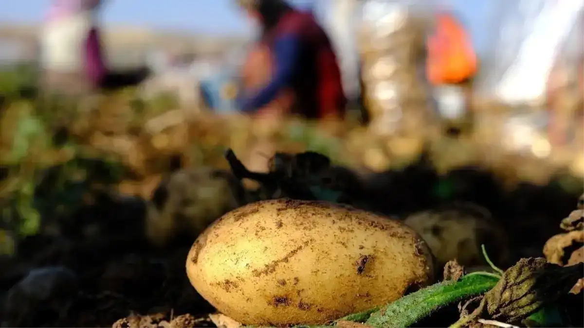 Mayıs ayından fiyatı en çok artan ürün patates oldu