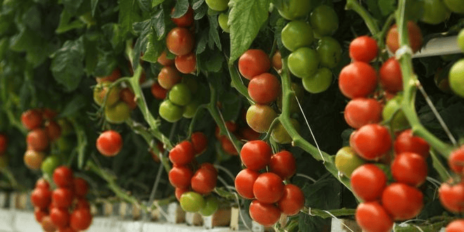 Mahsulleri Daha Verimli Hale Getirmek İçin Yeni Bir Adım