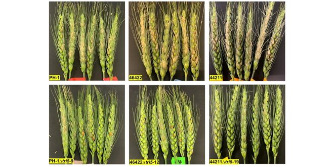 Yeni Toksin Buğdayda Hastalık Bulaşmasını ve Yayılmasını Kolaylaştırıyor