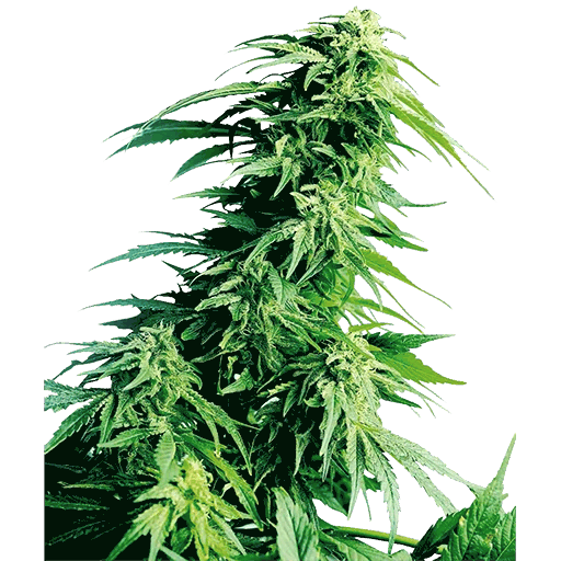 Zirai İlaç Bayileri