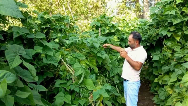 Ata Tohumuyla Yetiştirilen ‘Araplı fasulyesi’ Hasadı Başladı