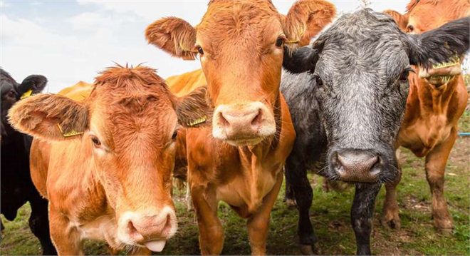 Araştırmaya Göre, Sığır Yetiştiriciliğinin Yaygınlaşması ve Kontrol Edilmeyen İklim Değişikliği 1 Milyardan Fazla İneği Sıcak Stresine Maruz Bırakacak