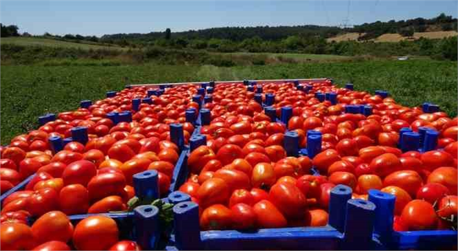 Meşhur Çanakkale Domatesi Coğrafi İşaret Tescili Aldı