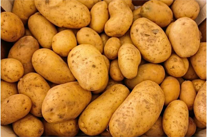 Araştırma Daha Verimli Patates Yetiştiriciliğine Kapı Açıyor