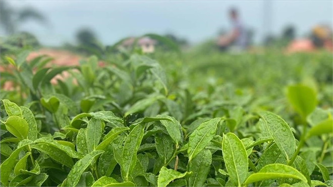 ÇAYKUR, Temmuz Yaş Çay Bedeli ve Organik Çay Desteklemesini Üreticilerin Hesaplarına Aktardı