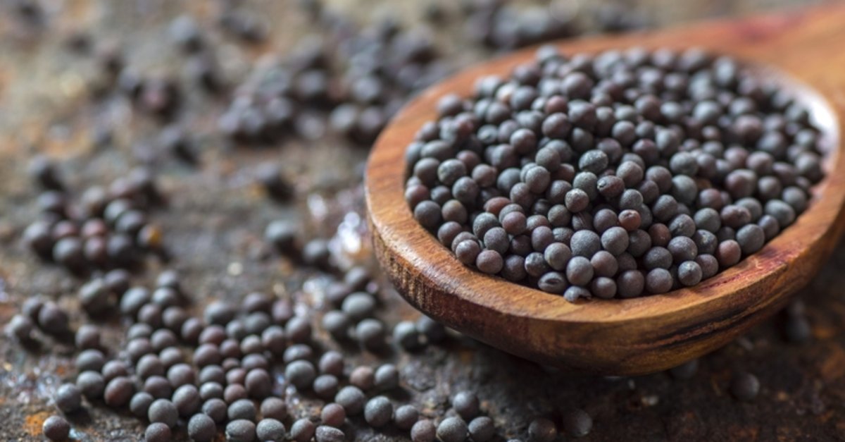 Siyah hardal tohumunun faydaları nelerdir? Siyah hardal tohumu hangi hastalıklara iyi gelir?