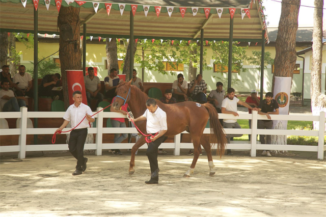 Karacabey Tarım İşletmesi Yetiştirmesi Safkanların Satışı Yapıldı 1 – 1695336178 69 Karacabey Tarim Isletmesi Yetistirmesi Safkanlarin Satisi Yapildi