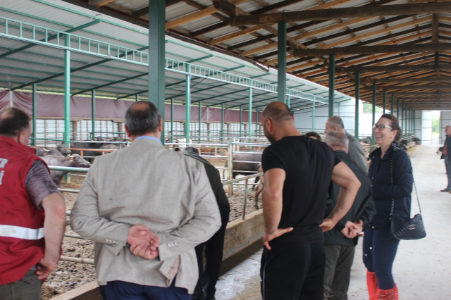 “Anadolu Manda Islah Projesi” Kapsamında İşletme Sayısı Artıyor