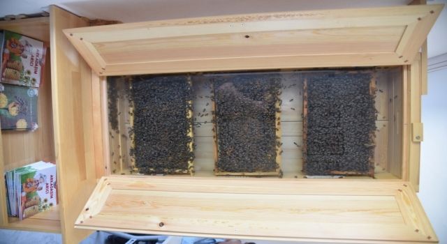 Manisa Büyükşehir’in ürettiği ana arılar, üreticilerle buluşuyor