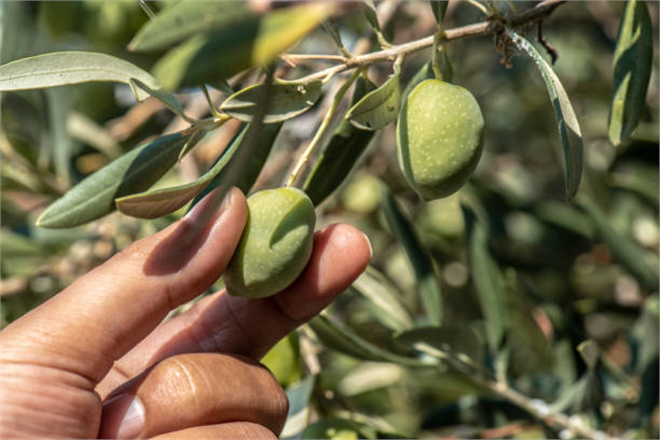 Kalıcı Kuraklık Akdeniz Bahçelerini Tahrip Ettikçe Zeytinyağı Fiyatları Yükseliyor