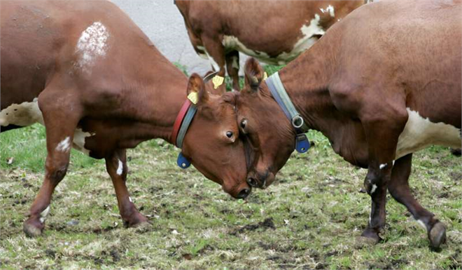 Yeni Yöntem ile İneklerin Erken Dönem Metabolik Hastalıkları Tespit Ediliyor