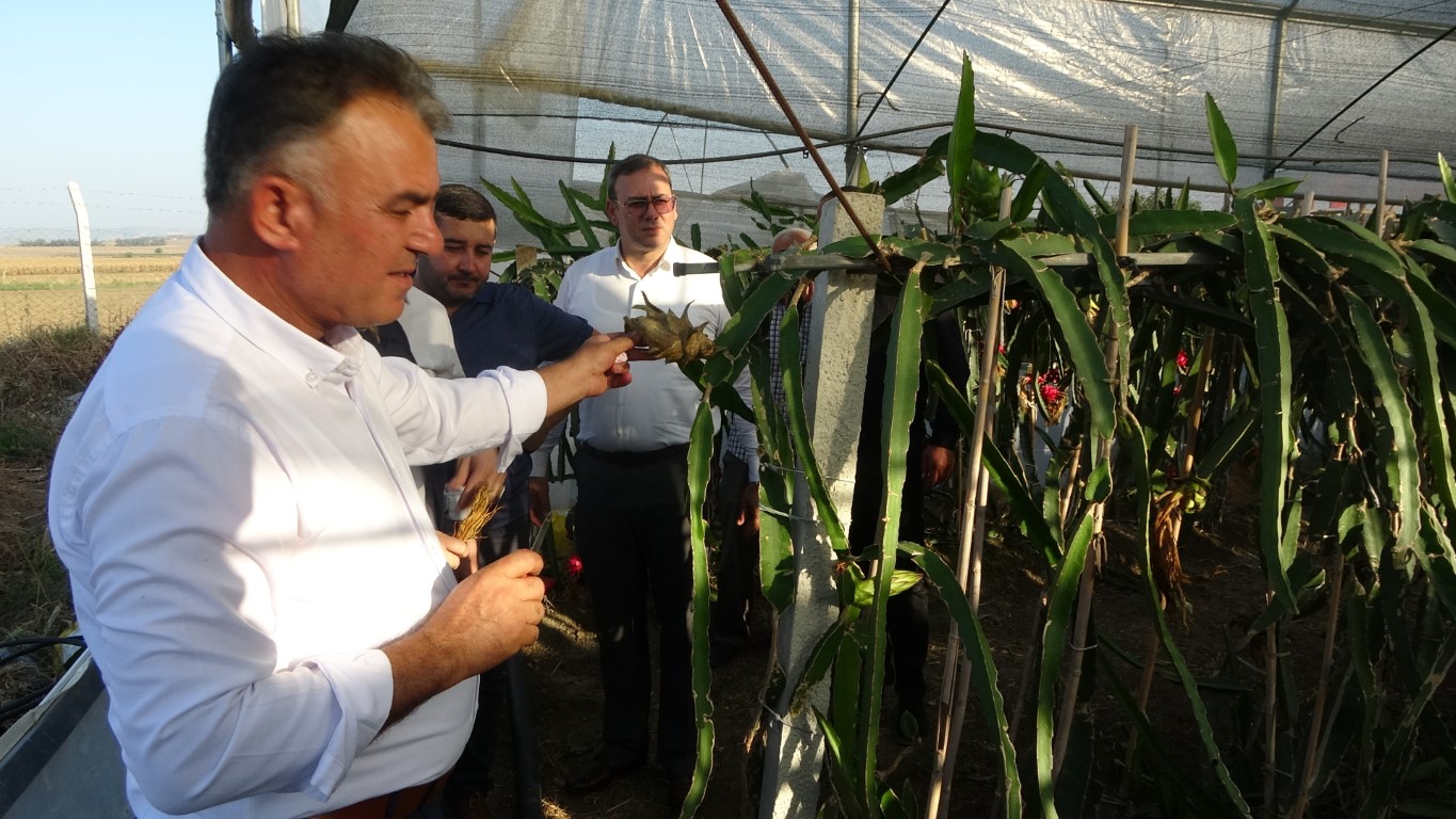 Adana`da Ejder Meyvesi Üretimi, Rusya ve Ukrayna`da Talep Patlaması Yaratıyor