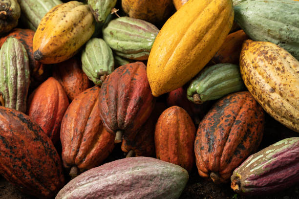 Kakao Fiyatları 12 Yıl Sonra Tarihi Zirveye Ulaşıyor: El Nino Tehlikesi Devam Ediyor