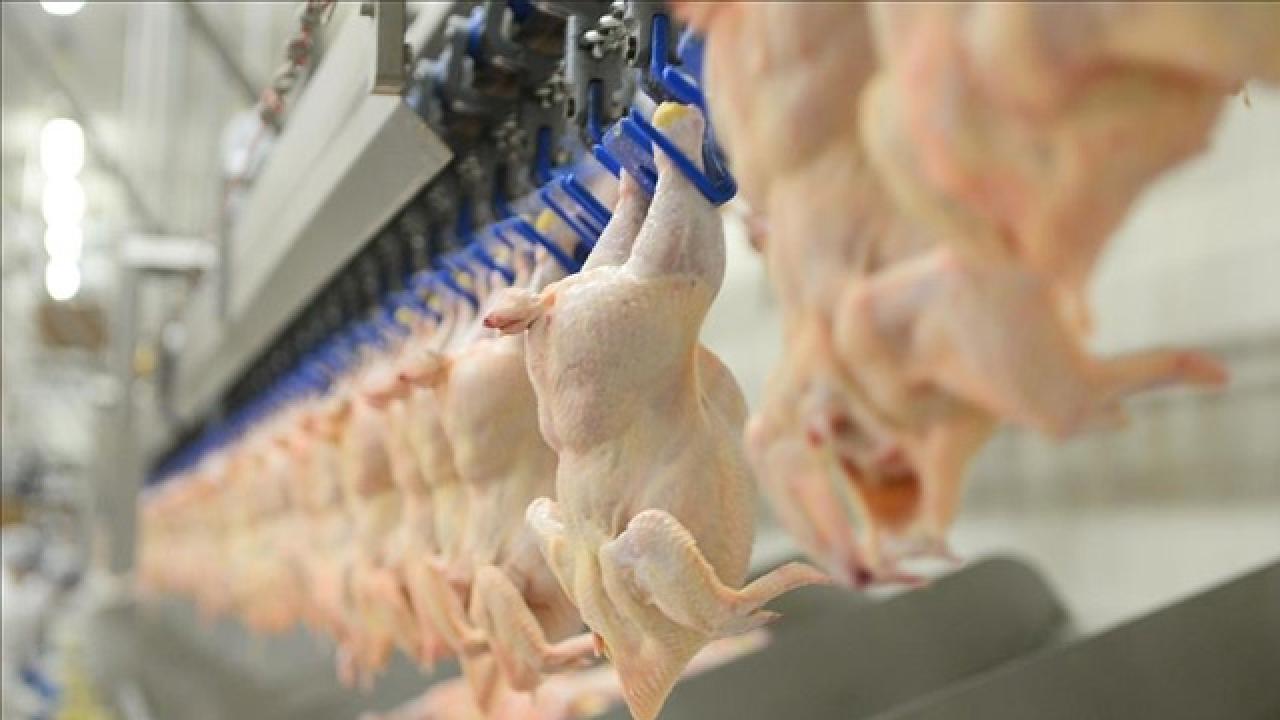 Tavuk eti üretimi aylık bazda arttı