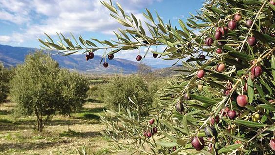 Türkiye Zeytinyağı Sektörü, Dünya Genelinde Rekabetin Merkezinde