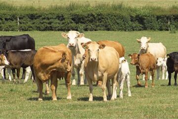 Hayvan Destekleme Başvuruları Başladı!